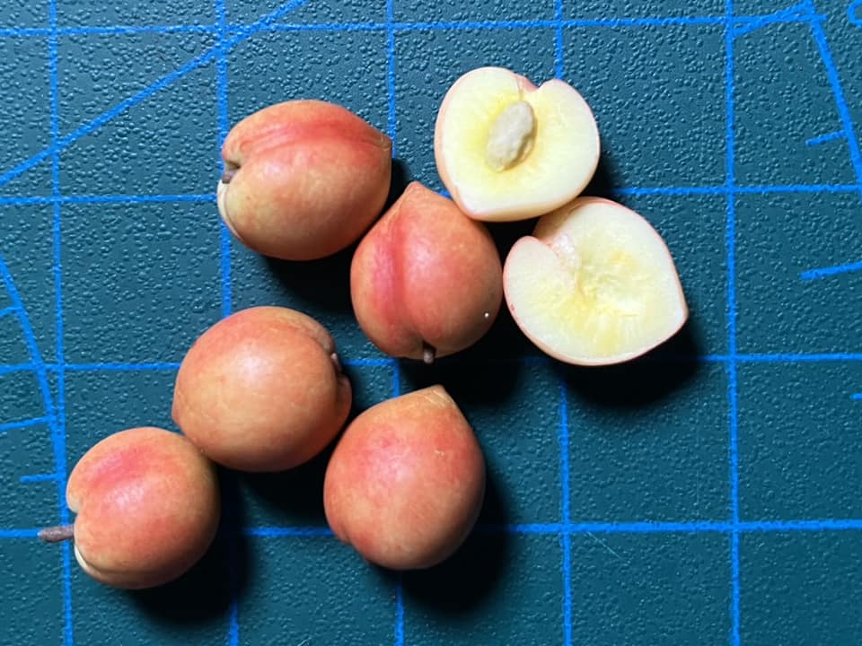 1/12 Peach Clay Miniature Fruit (5pcs- WITHOUT BAMBOO BASKET)