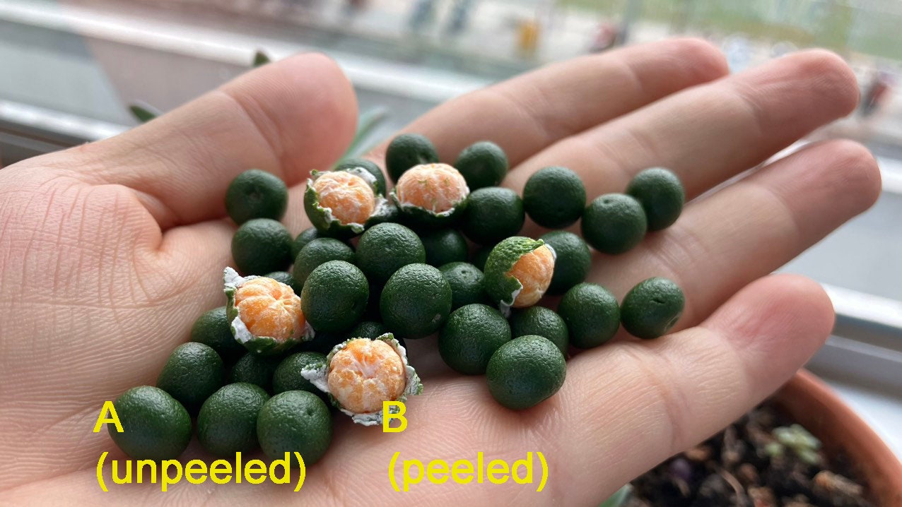 1/12 green Orange Miniature Fruit ( 5pcs- NO Bamboo basket)