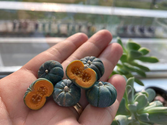 1/12 Pumpkin Clay Miniature Vegetables ( 3pcs NO bamboo basket )