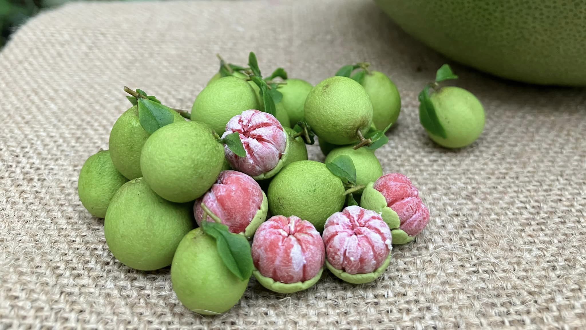 1/12 Pomelo grapefruit Miniature Fruit ( 3pcs)