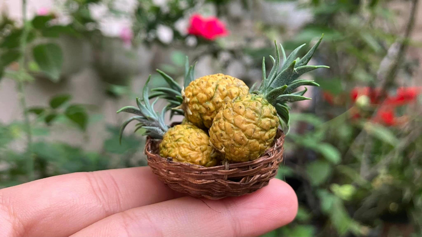1/12 Pineapple Clay Miniature Fruit (3 pcs - NOT INCLUDE BAMBOO BASKET)