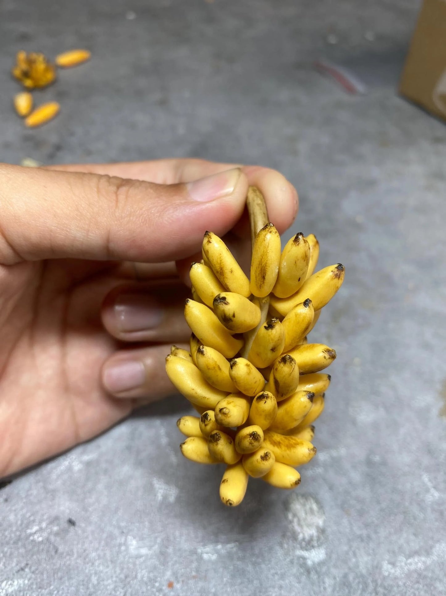 1/12 Banana Miniature Clay Fruit
