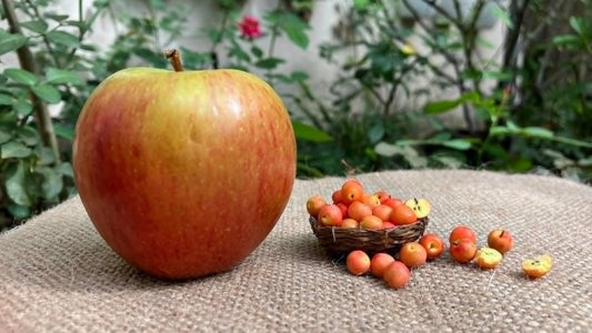 1/12 Apple Miniature Fruit (5pcs- WITHOUT BAMBOO BASKET)