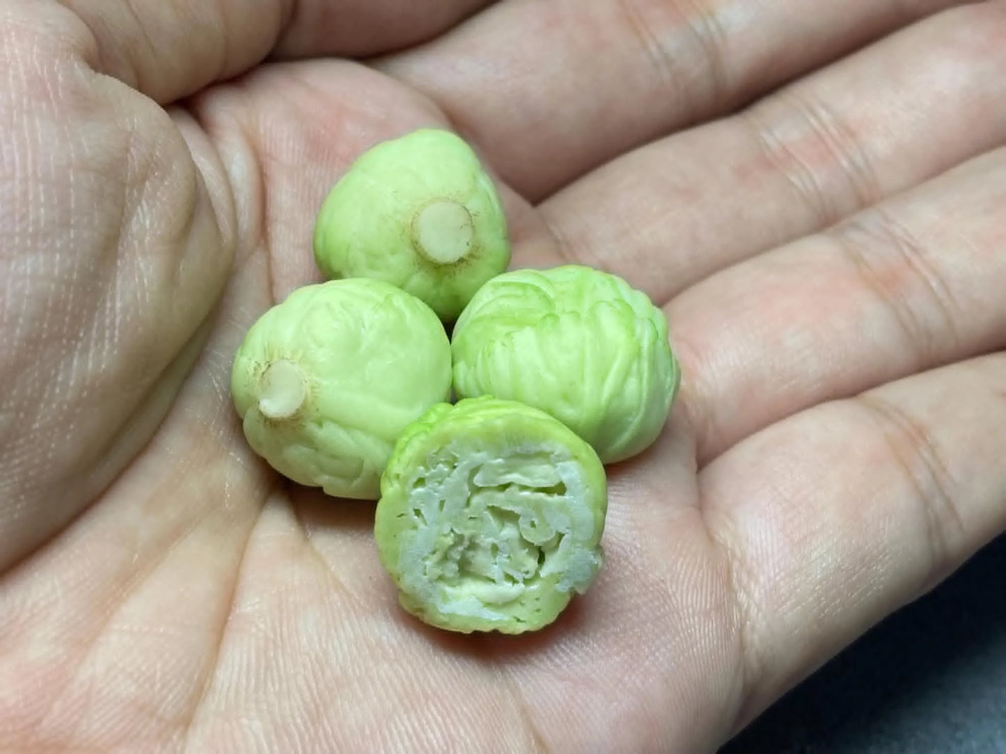 Cabbage scale 1:12 clay Miniature