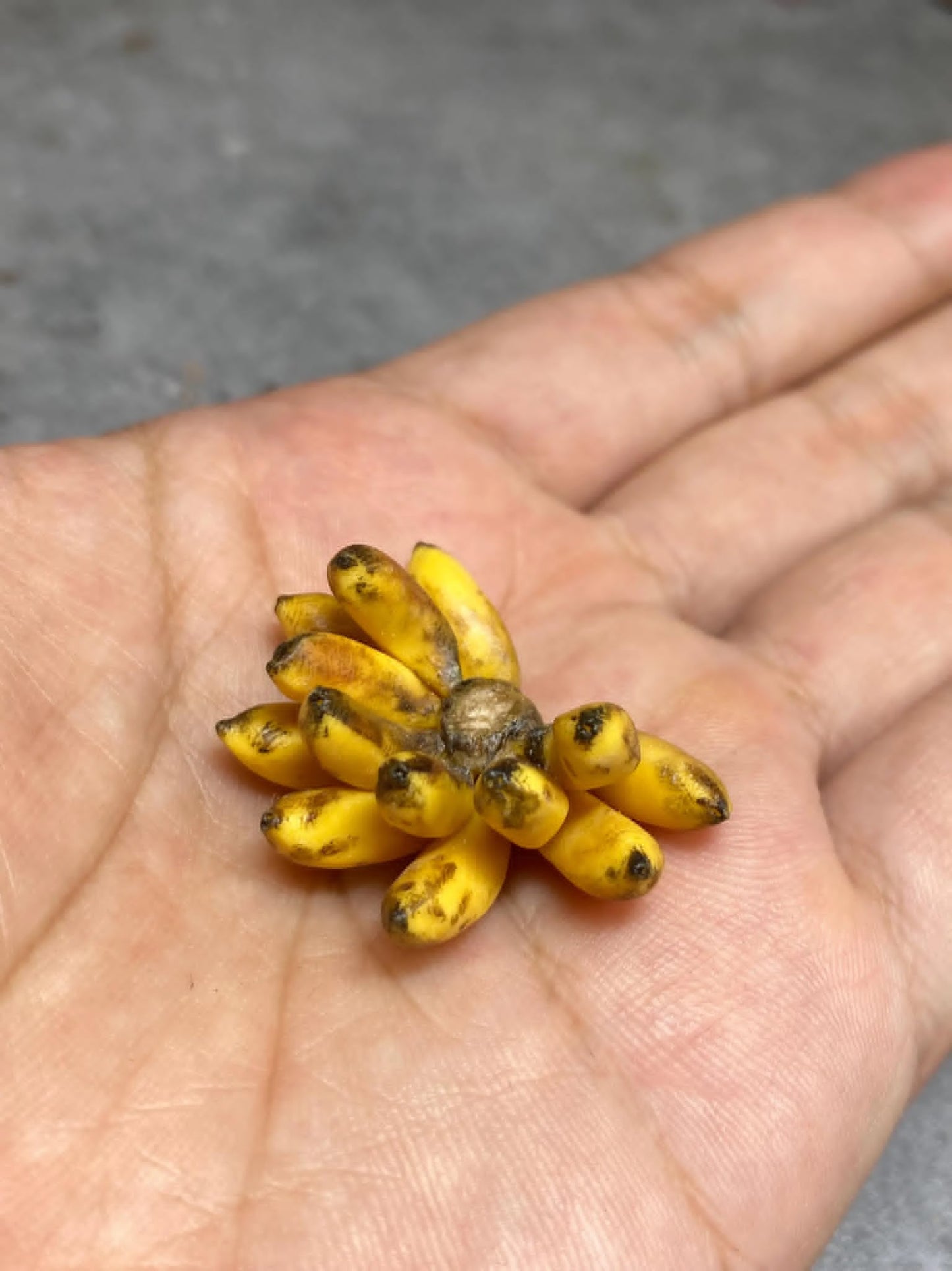 1/12 Banana Miniature Clay Fruit