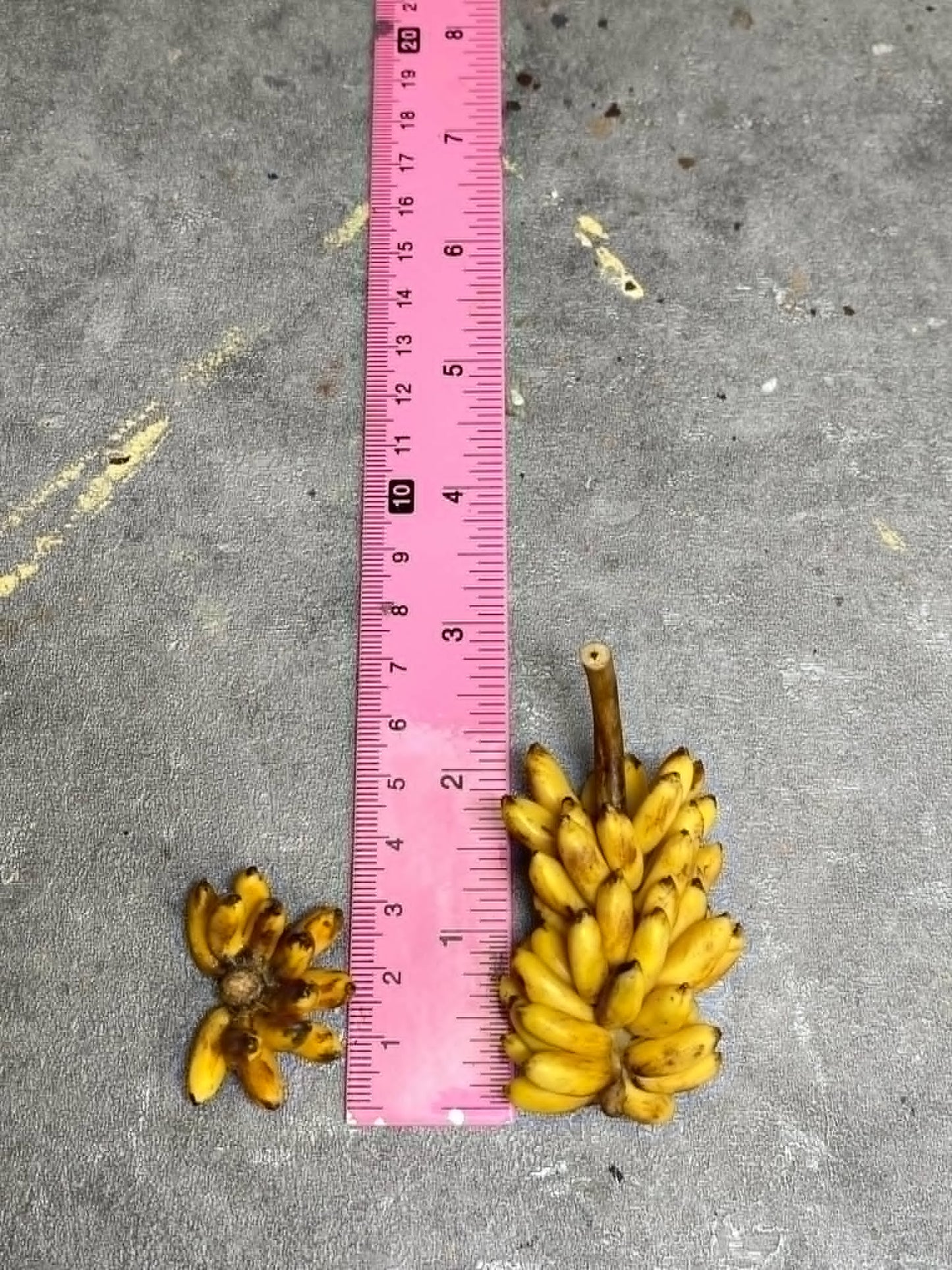 1/12 Banana Miniature Clay Fruit