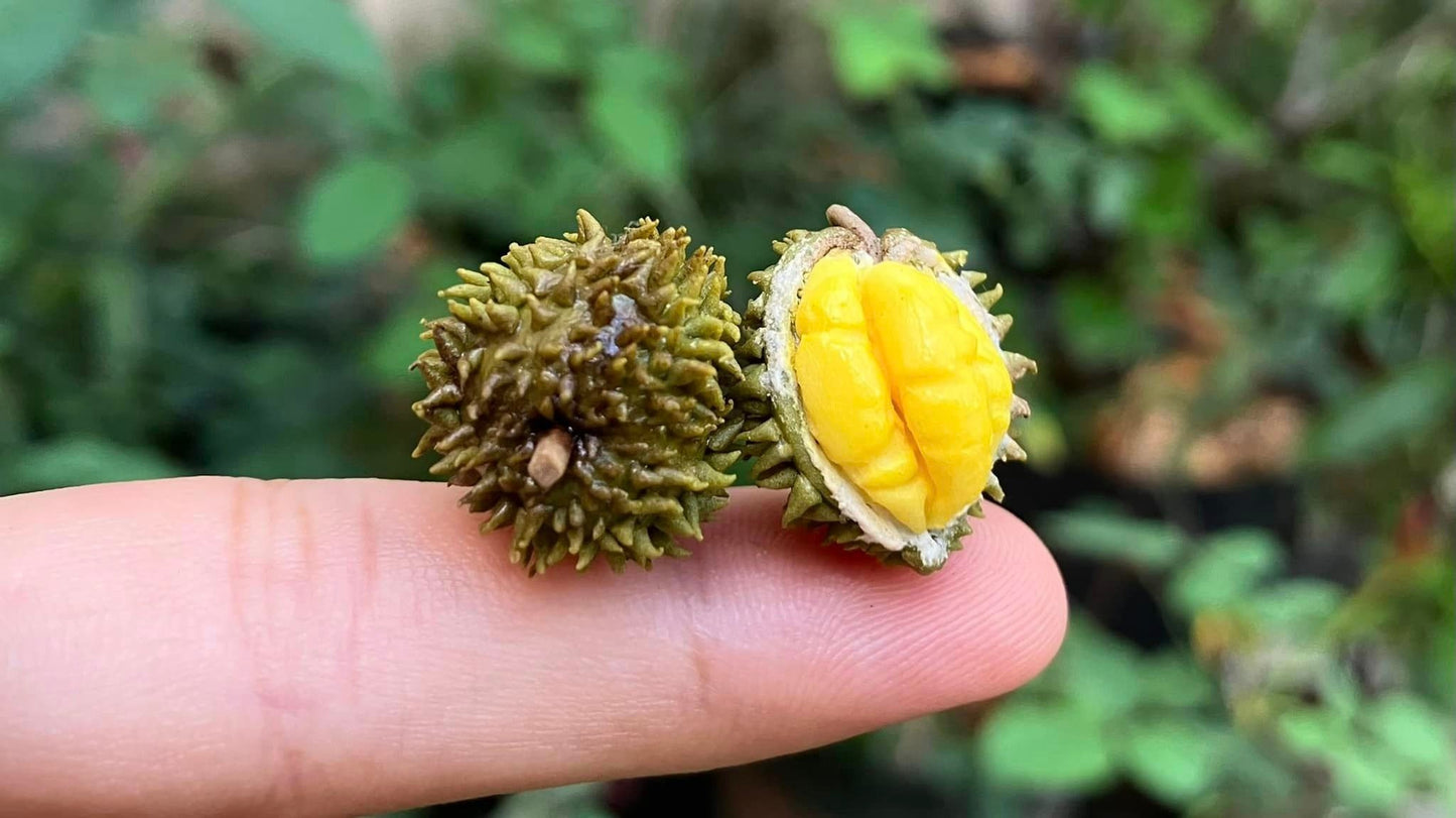 1/12 Durian Miniature Fruit ( WITHOUT bamboo basket)